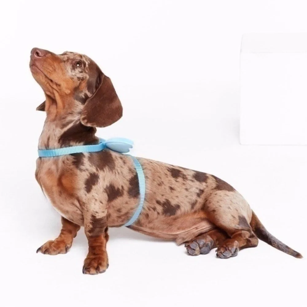 Blue Angel Winged Dog Harness, One Size